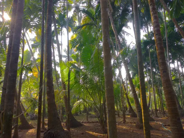 NA plots in Guhagar — 15 guntha coconut and betelnut wadi