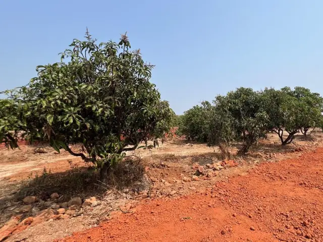 Land for sale in Dapoli region — 32 guntha sea-view mango orchard in Guhagar