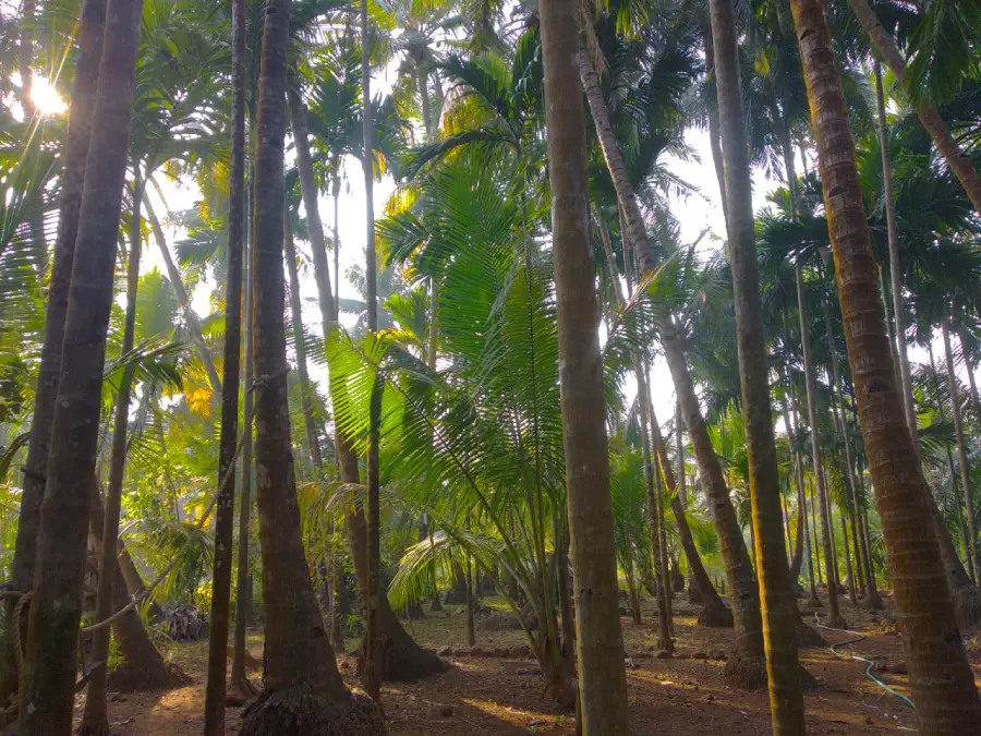 Established coconut plantation on the 15 guntha wadi in Guhagar