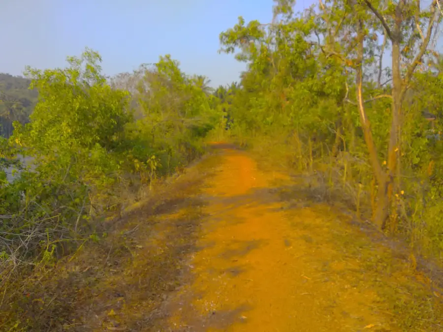 Road access to the coconut and betelnut wadi in Guhagar