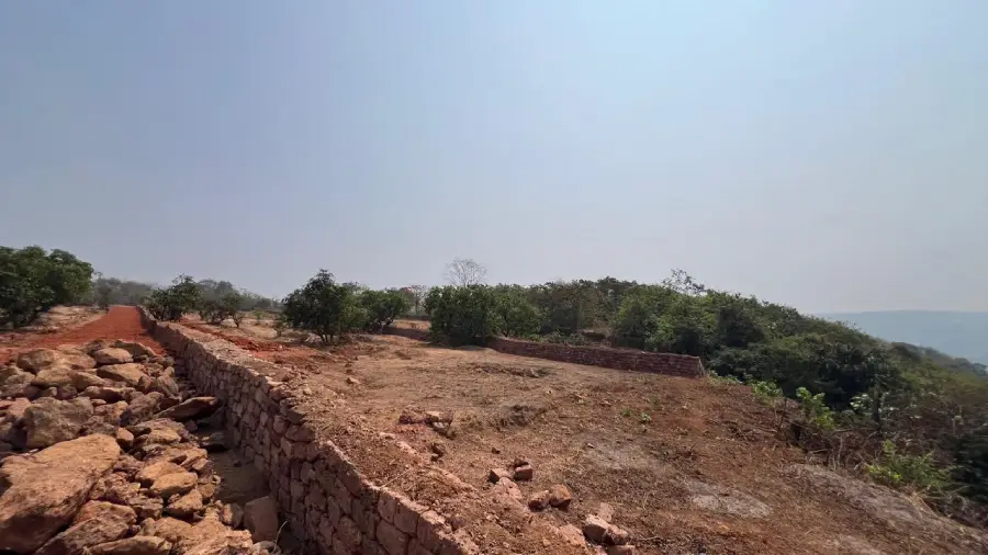 Drip irrigation system installed across the Guhagar mango orchard