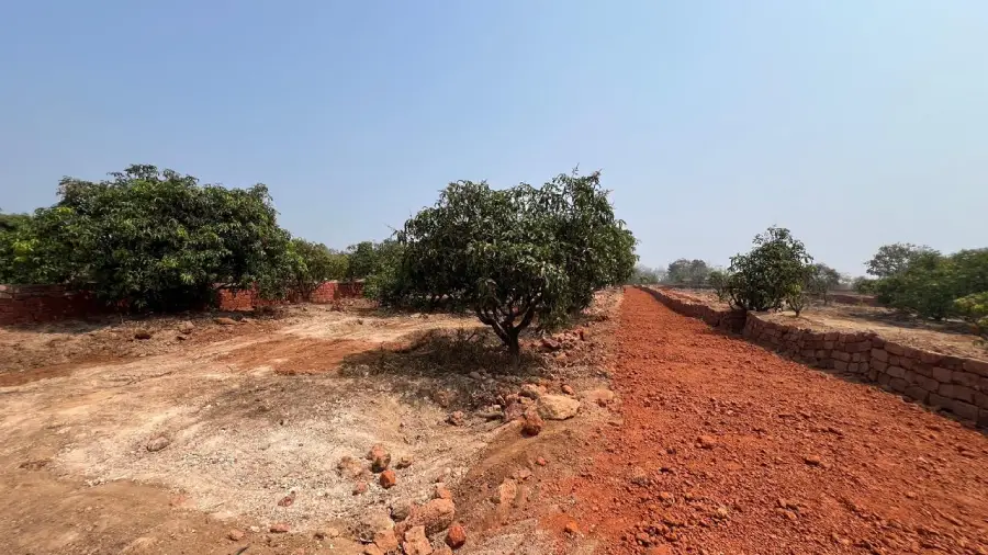 Mango trees on the sea view agricultural plot in Guhagar