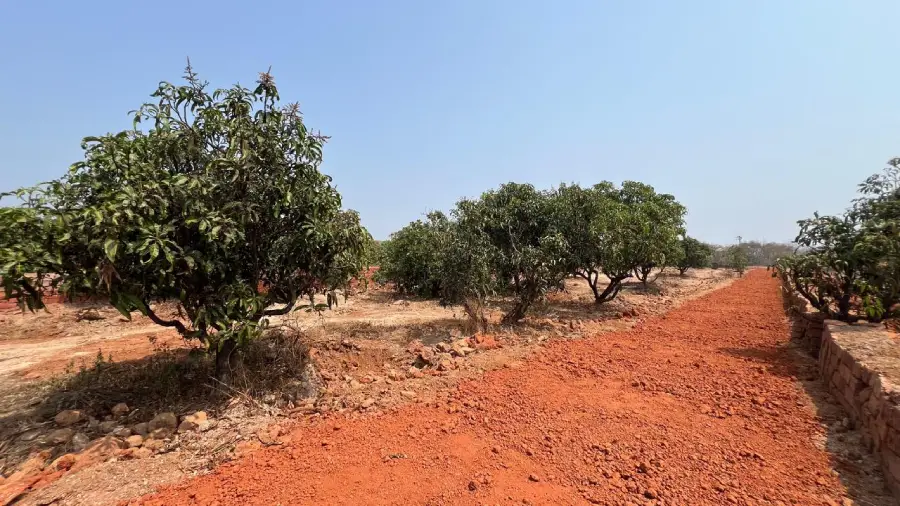 Sea view agricultural plot in Guhagar with mango, cashew and coconut trees